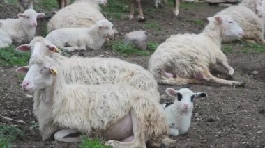 natural birth of a white lamb on the farm assisted by the shepherd