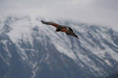 Yırtıcı kuşlar uçan kartallar gibi açık kanatlı şahinler