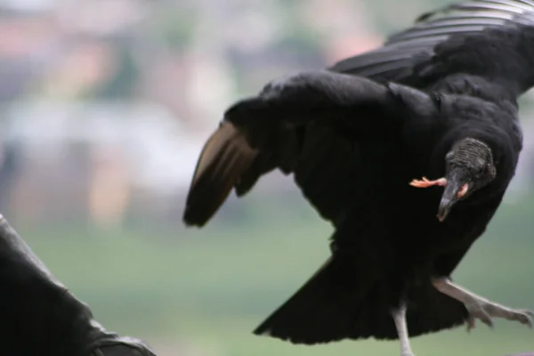 Aves Rapina Voo Como Águias Falcões Com Asas Abertas — Fotografia de Stock