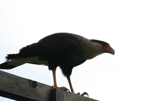 Aves Rapina Voo Como Águias Falcões Com Asas Abertas — Fotografia de Stock