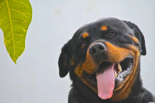 Beautiful Close Rottweiler His Tongue Out Paw His Master Beautiful — Stock Photo, Image