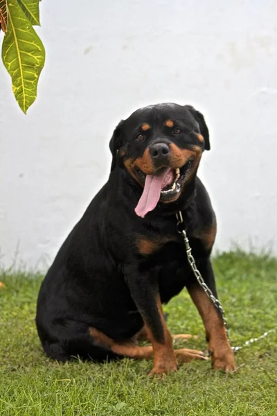 Mooie Close Van Rottweiler Met Zijn Tong Uit Poot Naar — Stockfoto