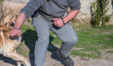 Bir eliyle açıkça görünen dişleriyle saldıran labrador cinsine benzeyen öfkeli bir köpek.