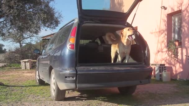 Eğitimli köpek arabanın bagajından çıkıp saldırmaya hazır. — Stok video