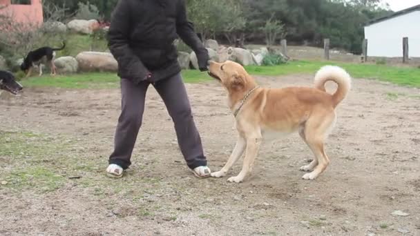 Φυλή σκυλιών ίση με το λαμπραντόρ που συνδέεται με το χέρι με σαφώς ορατά αιχμηρά δόντια — Αρχείο Βίντεο