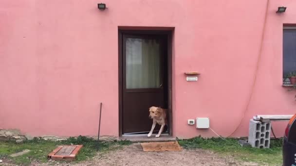 Замедленное движение трех собак, выходящих из двери, бегущих в атаке — стоковое видео