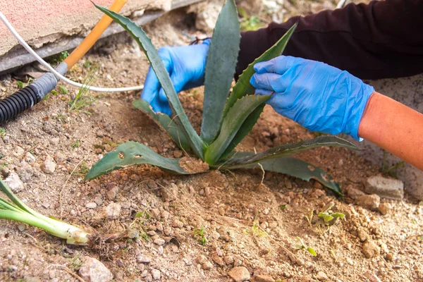Gärtnerin Garten Indem Sie Aloe Vera Pflanzen Neben Kunststoffrohre Pflanzt — Stockfoto