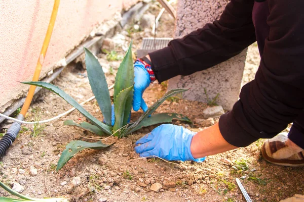 Gärtnerin Garten Indem Sie Aloe Vera Pflanzen Neben Kunststoffrohre Pflanzt — Stockfoto