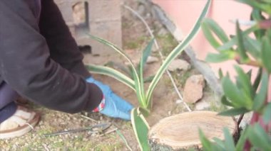 Kadın bahçede bahçeyle uğraşırken plastik boruların yanına aloe vera bitkileri dikiyor. Bu da doğanın plastiği yendiği anlamına geliyor.