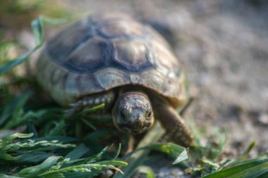 Güzel bir kaplumbağanın, tırnakları, bacakları, başı ve kabuğuyla yeşil çimlerin arasında yürüyen kaplumbağanın yakın çekimi.