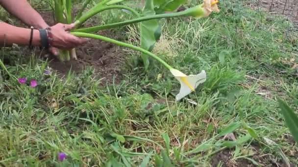 Hübsche junge Frau pflanzt weiße Calla-Blume im Garten mit grünem Gras ringsum — Stockvideo