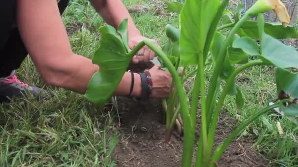 Nahaufnahme einer jungen Frau, die eine weiße Calla-Blume im Garten mit grünem Gras ringsum pflanzt — Stockvideo