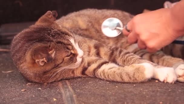Dierenarts Controleren Met Een Stethoscoop Een Kitten Huisbezoek — Stockvideo