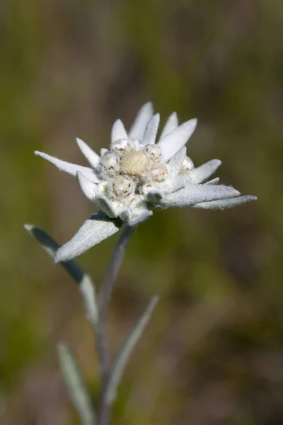 Edelweiss Hakassia Dağlarında Çekildi — Stok fotoğraf