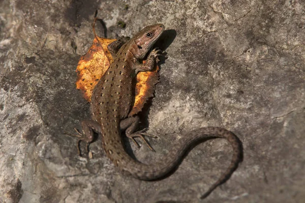 Território Krasnoyarsk Lagarto Vivípara — Fotografia de Stock