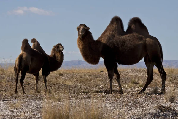 Altai Fjellene Chuya Veien – stockfoto