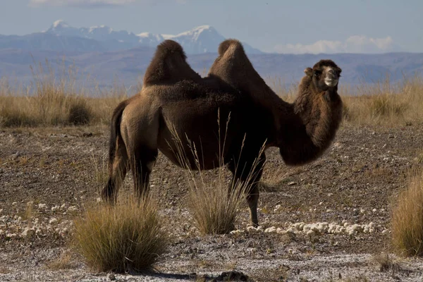 Altai dağları, Chuya yolu.