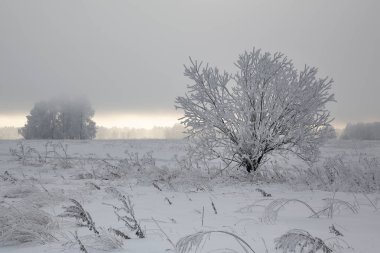 Sibirya Krasnoyarsk bölgesi p Dodonovo 