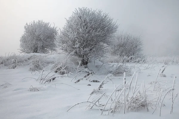 Sibirya Krasnoyarsk bölgesi p Dodonovo 