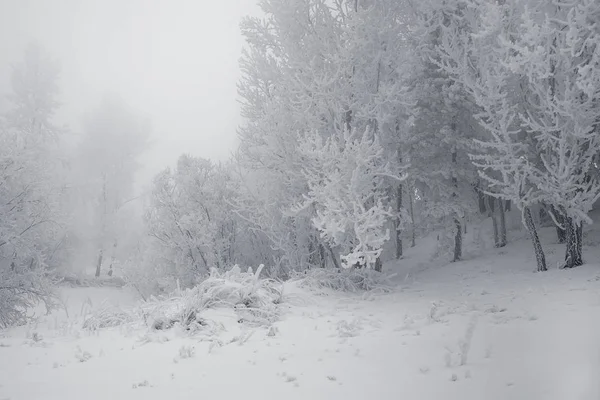 Sibirya Krasnoyarsk bölgesi p Dodonovo 