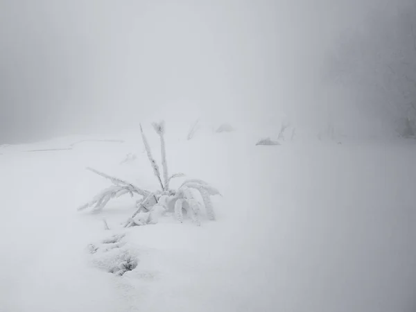 Sibirya Krasnoyarsk bölgesi p Dodonovo 
