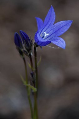 Baykal Gölü 'nün kuzeyinde, Severobaikalsk bölgesinde.