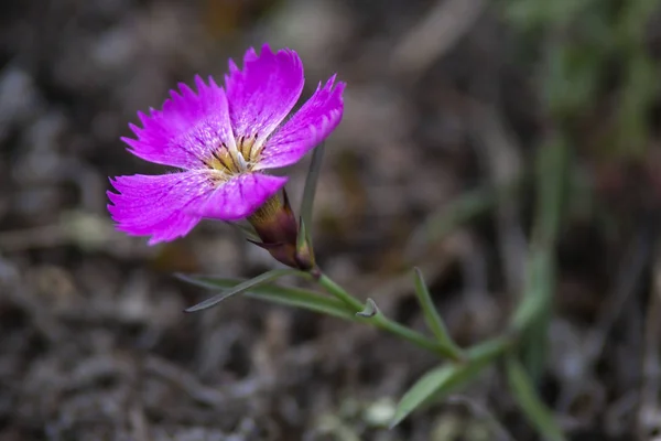Baykal Gölü 'nün kuzeyinde, Severobaikalsk bölgesinde.