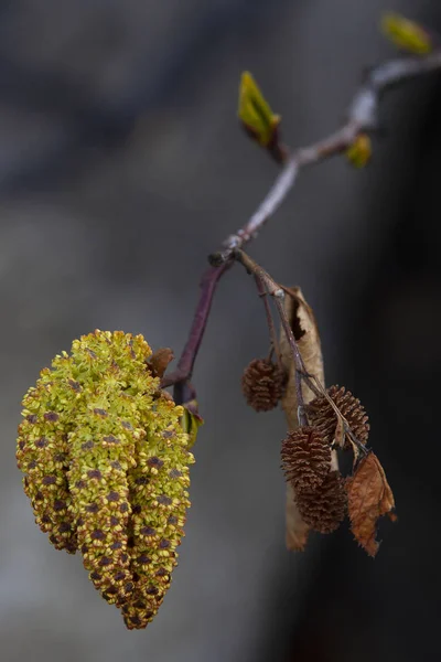 Baykal Gölü 'nün kuzeyinde, Severobaikalsk bölgesinde.