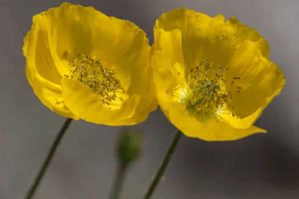 Baykal Gölü 'nün kuzeyinde, Severobaikalsk bölgesinde.