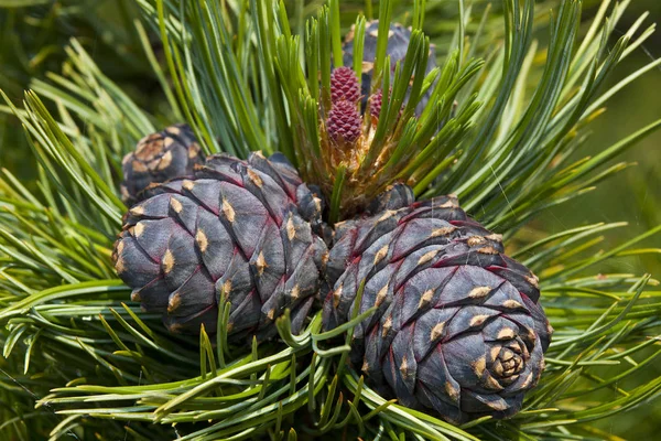 Baykal Gölü 'nün kuzeyinde, Severobaikalsk bölgesinde. 