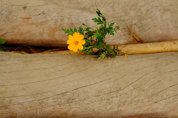Sarı çiçek arasında iki driftwood büyüyor.