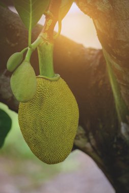 Genç Jackfruits ağacı, yeşil Jackfruits ağaç üzerinde üzerinde
