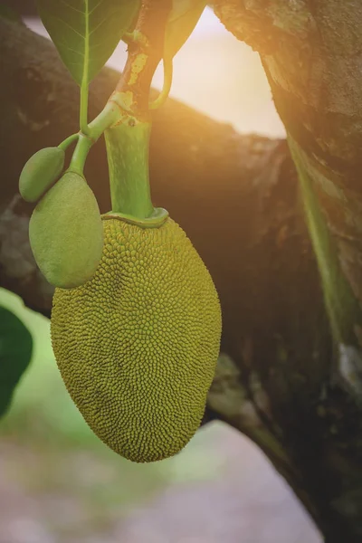 Genç Jackfruits ağacı, yeşil Jackfruits ağaç üzerinde üzerinde