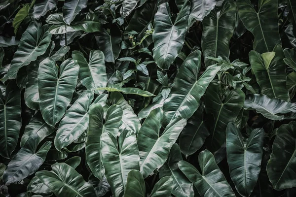 Yaprak yeşil arka plan dokusu, doğal arka plan