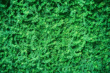 Arka plan doku için yeşil yaprak