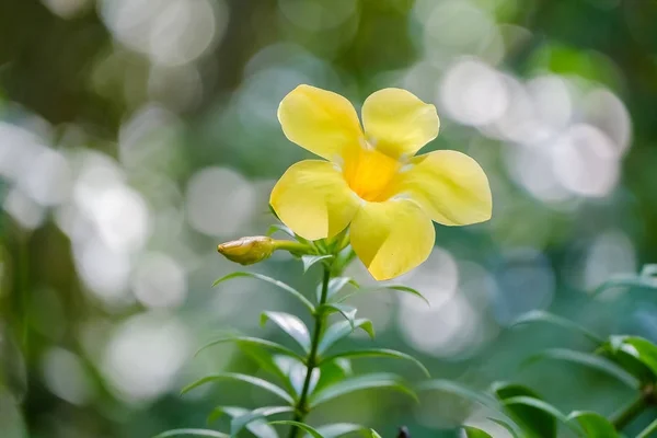 Golden trumpet flower on blurred background, Allamanda cathartica L., Yellow bell, Yellow flower