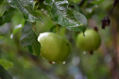 Yeşil elma ve meyve,