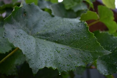 Yeşil bir yaprağa çiy damlası düşer.