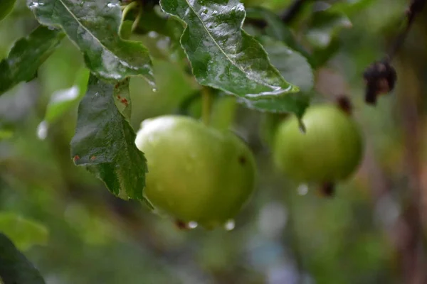 Grønn Frukteple Frukt – stockfoto