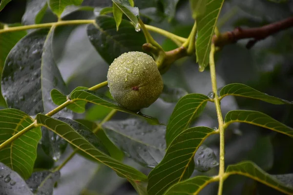 Fruit Vert Une Noix — Photo