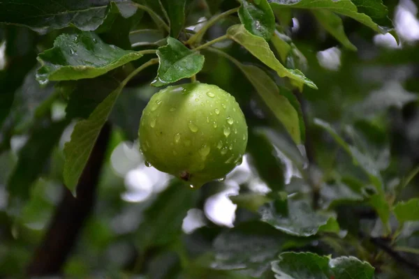 Зеленые Яблоки Фрукты — стоковое фото