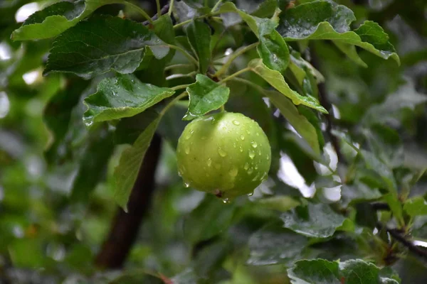 Fruta Verde Maçã Fruta — Fotografia de Stock