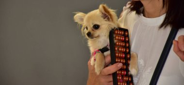 Güzel, tüylü ve küçük beyaz bir köpek