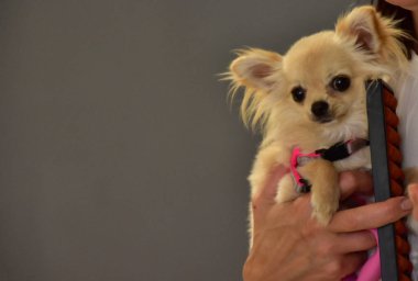 Güzel, tüylü ve küçük beyaz bir köpek