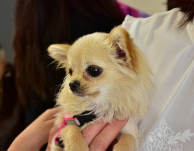 Güzel, tüylü ve küçük beyaz bir köpek