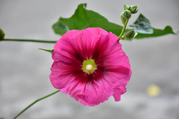 Grande Bela Flor Rosa Close — Fotografia de Stock