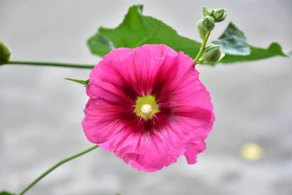 Grande Bela Flor Rosa Close — Fotografia de Stock