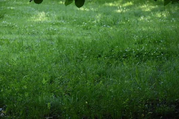 春の公園の緑の草 — ストック写真
