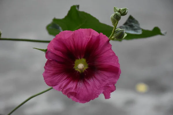 Grande Bela Flor Rosa Close — Fotografia de Stock