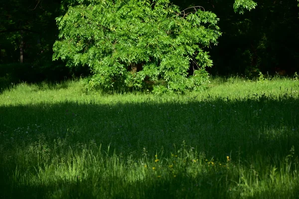 Hierba Verde Parque Primavera — Foto de Stock